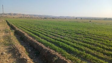 Кормовые растения: Семена кормовых растений: Люцерна, Самовывоз, Бесплатная доставка, Платная доставка — 11