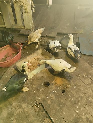 hind ordəyi: Bartel var toyuqnan ? Muscovy ördəkləri (indo-ördəklər) – müxtəlif — 3