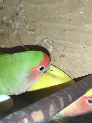 Tutuquşları: Nerazluçnik.Hazır cütlər.bala.və cütə hazır mayalar.Hamsı sağlam və — 6