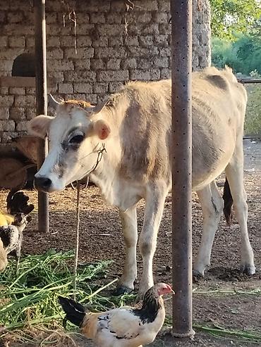 tap az qusar heyvanlar: Süd mal-qara – dişi inək Xüsusiyyətlər: - Cins: yerli tipli, buynuzlu — 1