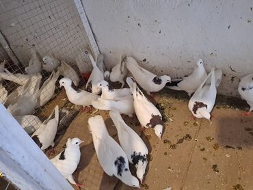 Göyərçinlər: Məhsul: Bəzək və uçuş üçün göyərçinlər Təsvir: - Növ — 10