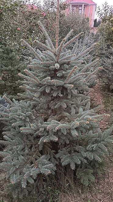 payıza aid əl işləri: Original Kremlovski yolkalar satılır 🌲 Ruslan_Dekorativ_Bitkilər🌲 — 5