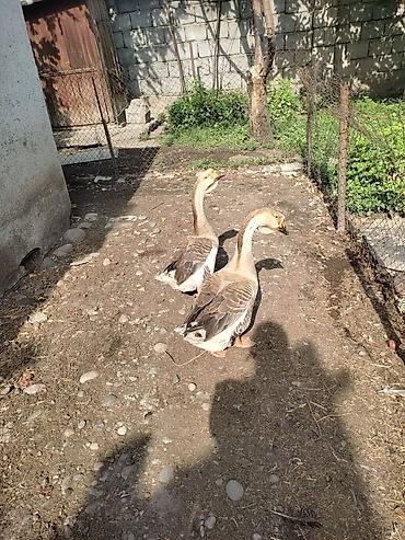 Другие с/х животные: Домашние гуси - Порода: линда+крупные серые (характерный «шишак» на — 12