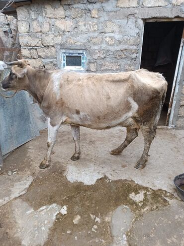 inək öd daşı: Dişi, il: 3, Damazlıq, Ünvandan götürmə