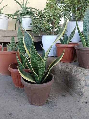 теща: Сансевиерия (Sansevieria trifasciata, «щучий хвост», «тещин язык») в — 8