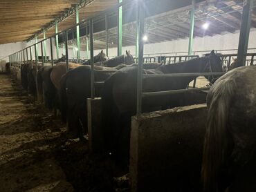 Лошади, кони: Продаю | Жеребенок, Кобыла (самка), Конь (самец) — 9