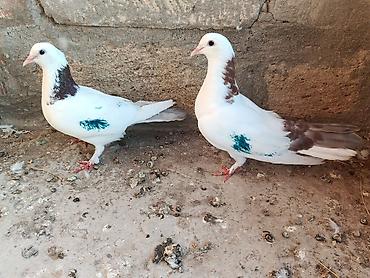 ordək balası və cucə: Salam gördüyünüz Qusdar satılır her ikisidə mayadi birinin uçuşu var — 2