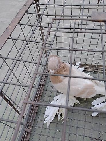 перепелка бишкек: Тасман голубь старо породный не гонненгый игра имеется — 3