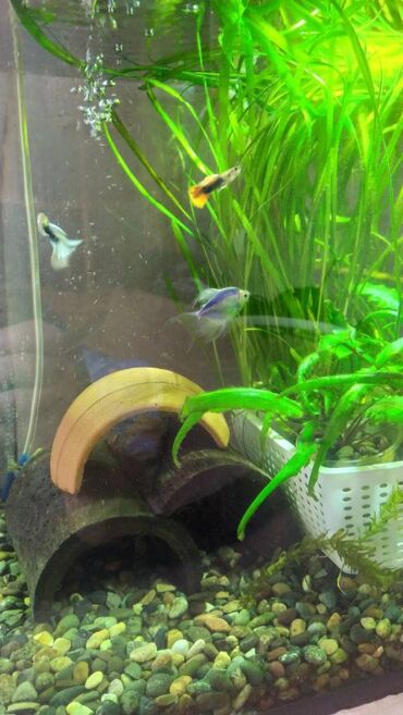 Balıqlar: Quppi, Sülhsevər — 5