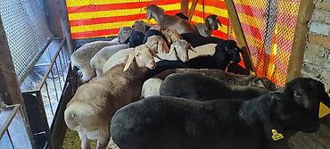 Баран, овца: Продаю | Баран (самец) | Гиссарская | На забой | Племенные — 3