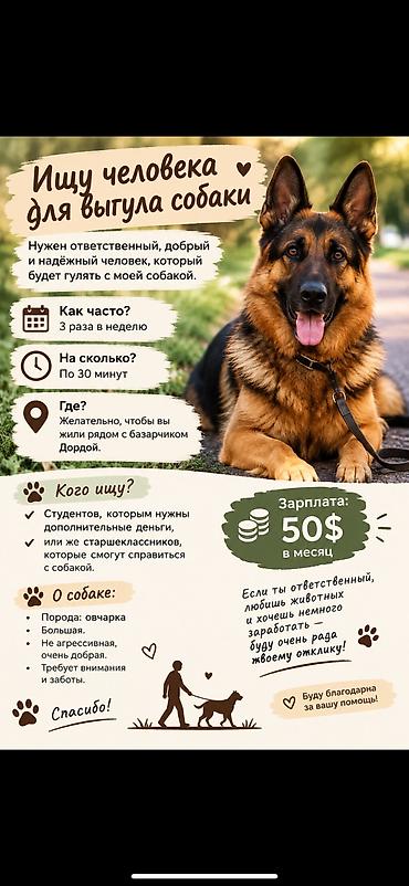 silk way: 🐾 ИЩУ ЧЕЛОВЕКА ДЛЯ ВЫГУЛА СОБАКИ 🐾 Ищу ответственного, доброго и — 1