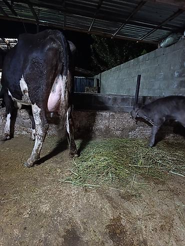 Продам с/х животных: Продаю | Корова (самка) | Для разведения, Для молока — 5