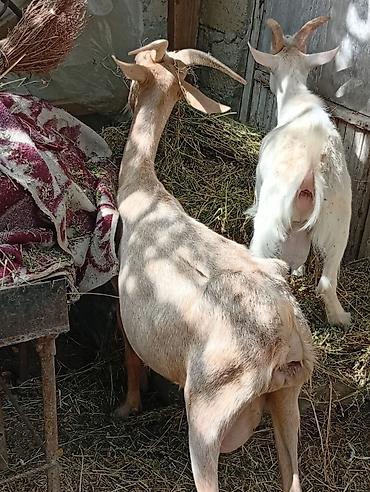 Keçilər, çəpişlər: Südlük keçi (sağmal) - Cins: yerli südlük tip - Rəng: açıq — 4