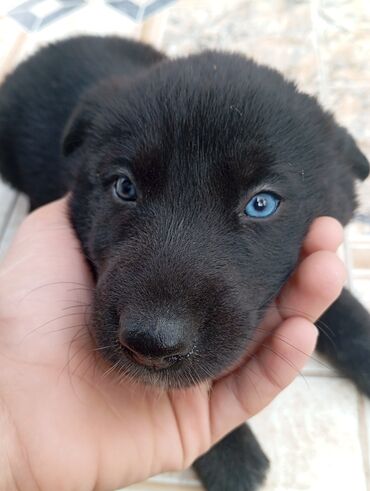 sibirski afcarka: Alman çoban iti, 2 ay, Dişi, Ünvandan götürmə, Pulsuz çatdırılma