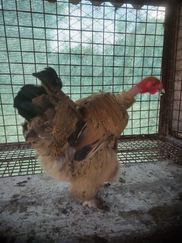 цыплята в бишкеке: Карликовая голошейка! курочка прошлогодняя! несёт яйца! цена 800 сом!