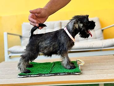lepi psi: Odgajivačnica patuljastih šnaucera Pet House ima slobodno dva ženska — 6