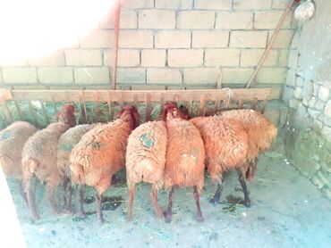 qurbanliq qoyun qiymetleri: Erkək, Qala, il: 1, 28 kq, Damazlıq, Ünvandan götürmə