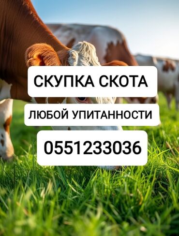 витамины для скота: Куплю | Коровы, быки, Лошади, кони, Индюки | Круглосуточно, Любое состояние, Забитый