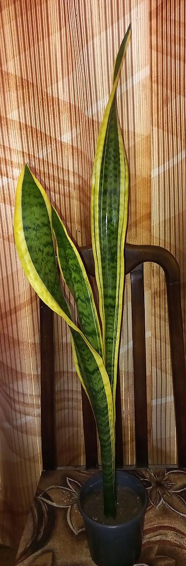 roza: Sansevieria trifasciata ‘Laurentii’ 75 - 90 см.(Qaynana dili) – — 2