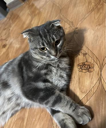 вислоухий кот цена: Шотландский вислоухий кот (скоттиш-фолд) - Окрас: серебристый табби — 4