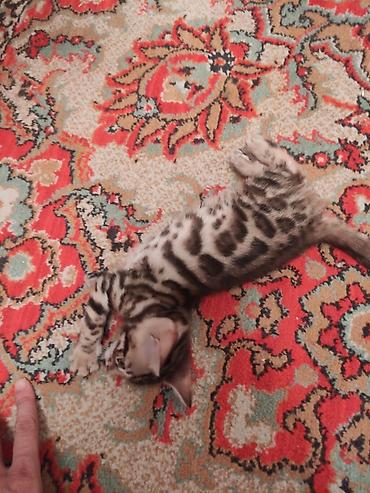 Продажа кошек: Бенгальские котята (окрас brown spotted/rosetted) - Яркий контрастный — 3