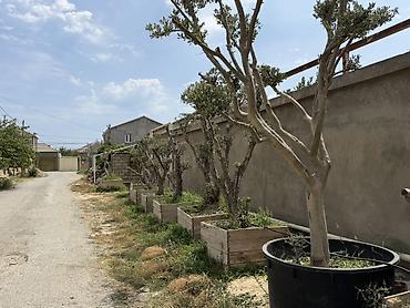 udi hindi bitkisi: Bonsai üslubunda formalaşdırılmış yetkin zeytun ağacları - Növ: Olea — 9