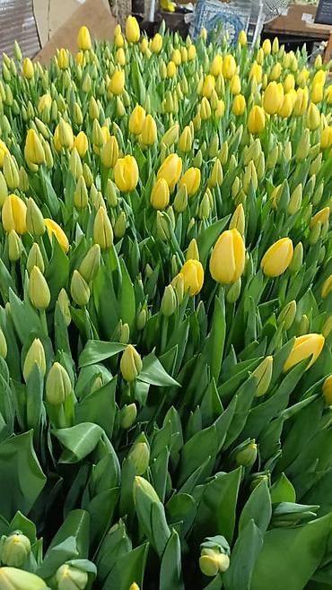Цветы и букеты: Тюльпаны от производителя - Выгонка тюльпанов в собственных теплицах at lalafo.kg — 6 Цветы и букеты: Тюльпаны от производителя - Выгонка тюльпанов в собственных теплицах — 6