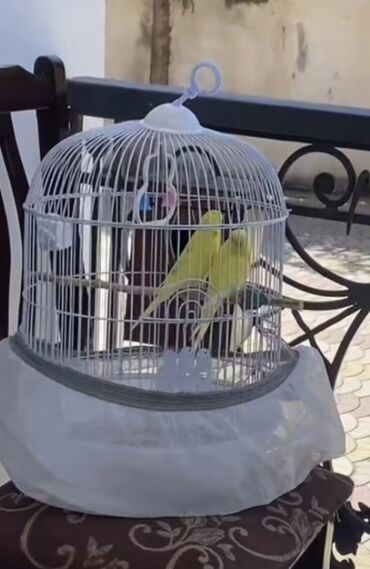 вольер для собак: Sarı rəngli iki dalğalı tutuquşu (budgerigar) və tam aksesuarlı