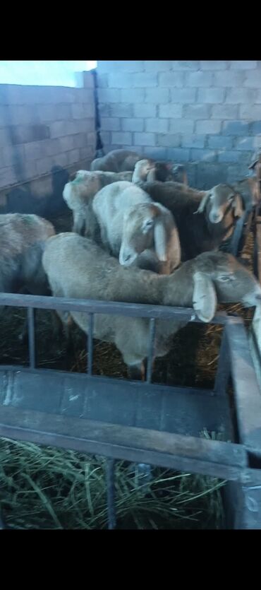 Бараны, овцы: Продаю | Овца (самка) | Арашан | Для разведения | Ярка — 9