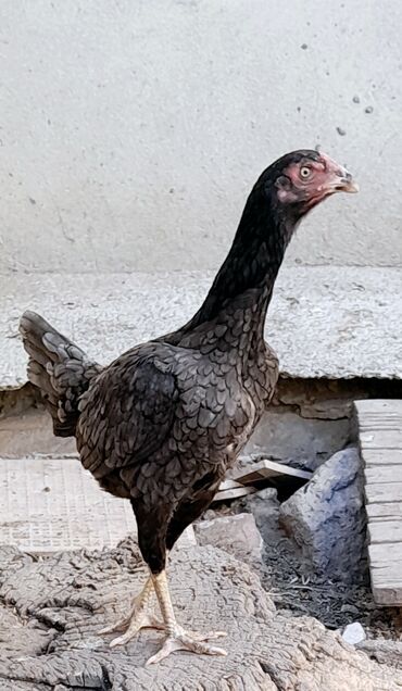 Heyratı kül fərə satılır. 9 aylıqdır hazırda yumurtlayır. Cinsi ata