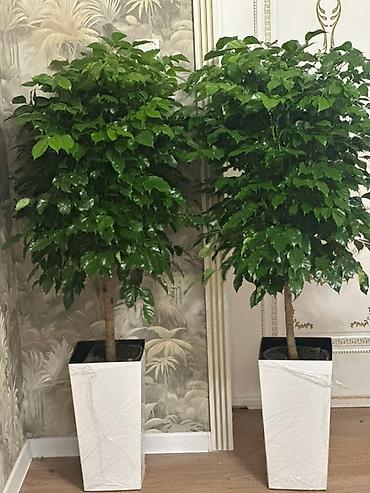 Комнатные растения: 🌿 Кофейное дерево (Coffea arabica) 🌿 Красивое, здоровое растение — — 2