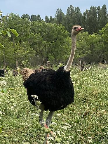 Другие с/х животные: Продаю четырех летних и молодняк страусов, цена договорная — 7