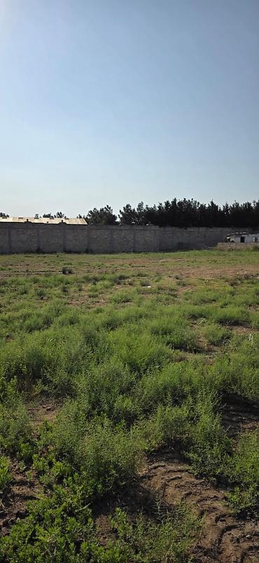 bine atciliqda torpaq: 50 sot, Tikinti, Mülkiyyətçi, Kupça (Çıxarış) — 1