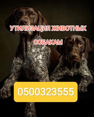 продаю скот: Сатып алам | Уйлар, букалар, Жылкылар, аттар | Күнү-түнү, Бардык шартта