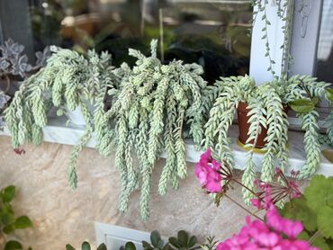 Otaq bitkiləri: Комнатные растения Крестовник — крупные и мини-растения Каменный — 2