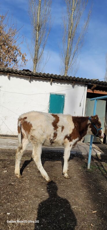 Коровы, быки: Продаю | Музоо, торпок | На откорм | Привязанные — 10