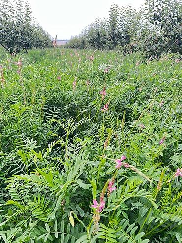 Продажа участков: Для бизнеса, Красная книга at lalafo.kg — 2 Продажа участков: Для бизнеса, Красная книга — 2