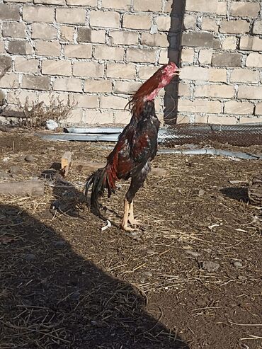 Xoruzlar: Satılır tecılı pul lazımdır deyə anacaq mamiz vurur xoruz 8ayligdi — 9