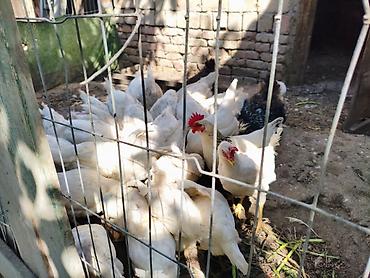 куры живые: Продаю | Куры | Домашняя | Несушки — 1