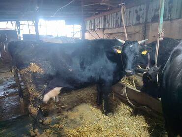 Коровы, быки: Продаю | Корова (самка) | Голштин | Для молока | Привязанные — 10