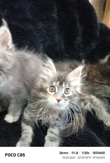 фул слив пантери: Мейн-Куны!!!🥰🥰🥰 Продаются Чистокровные,Шикарные котята! Отличная — 8