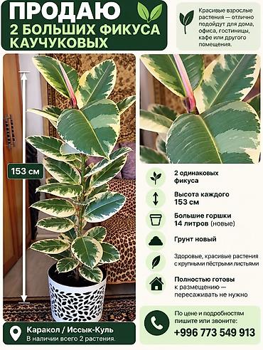 Два больших фикуса каучуконосных (Ficus elastica), вариегатные. -