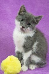 домик для котов: Девочка 2 месяца. Лоток знает на отлично. Без паразитов. Мама: русская