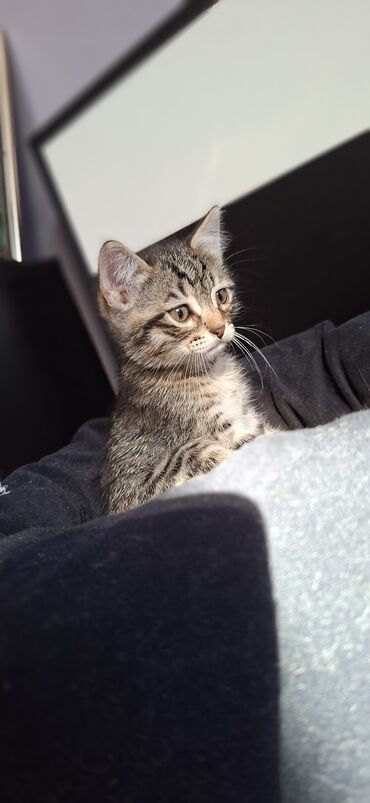 pişik erkek: Şotland, Erkək, Yaxşı əllərə