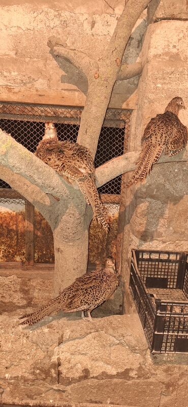 pişik sudu: Fərələr ətlik, kəsilmə üçün satılır. Sağlam quşlardı, sadəcə