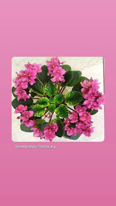 Фиалки и глоксинии: 🌱🌺🌱 Продаю сортовые ДЕТКИ стандартных, трейлерныхмини и полумини — 12