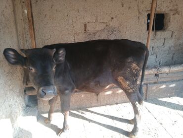 Коровы, быки: Продаю | Бык (самец)