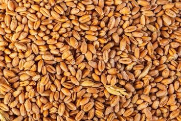 корм куры: Пщеница продовольственная с выше 30тон at lalafo.kg корм куры: Пщеница продовольственная с выше 30тон