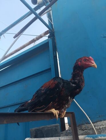 1 kq bugda qiymeti: Xoruz, Heyratı, il: 1
