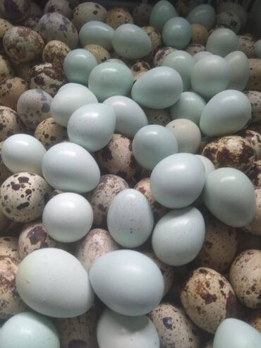 эликсир феникс цена в бишкеке: Для кафе покупаем перепелиные яйца в большом количестве за наличный
